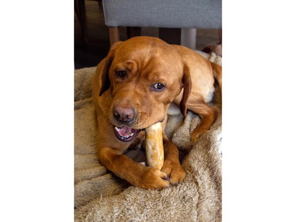 Dog Chew Toy
