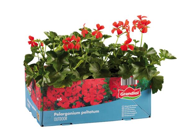 Hanging Geraniums
