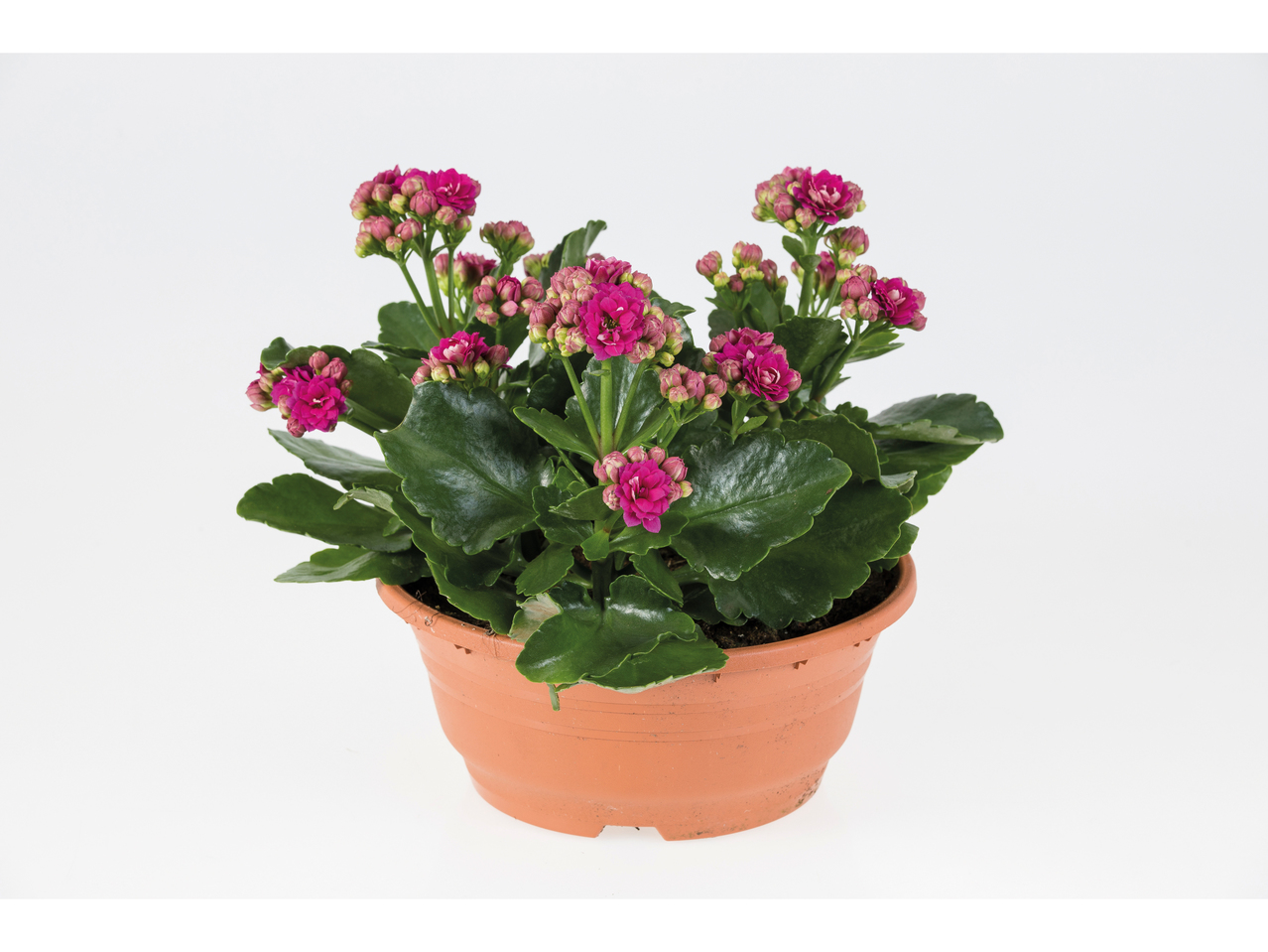 Kalanchoë in schaal