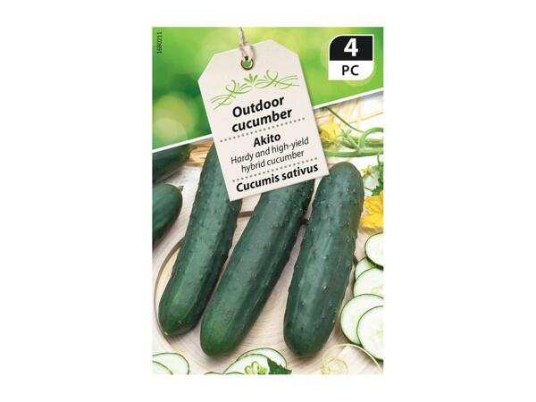 Outdoor Cucumber Premium Seeds