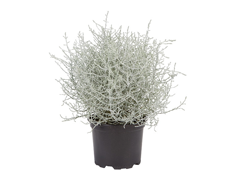 Barbed Wire Plant