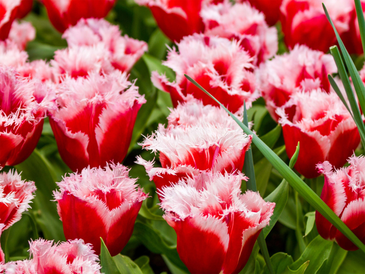 Tulipes frangées