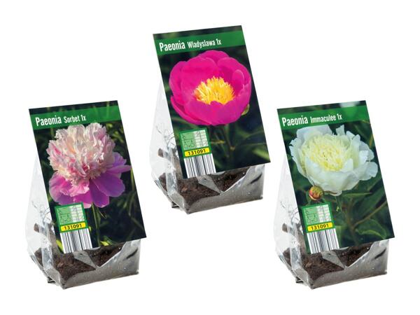 Rhizome de pivoine