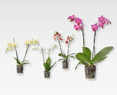 Phalaenopsis