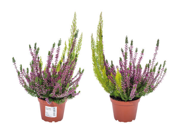 Erica calluna twin