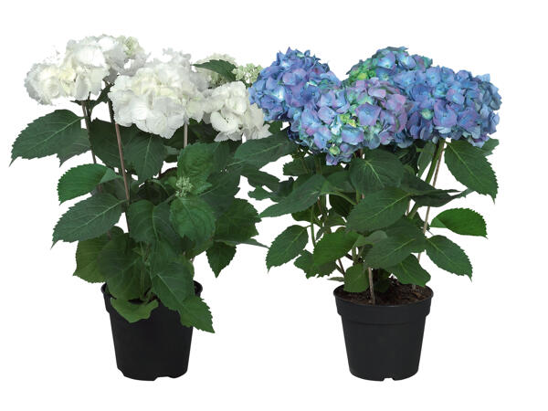Ballhortensie
