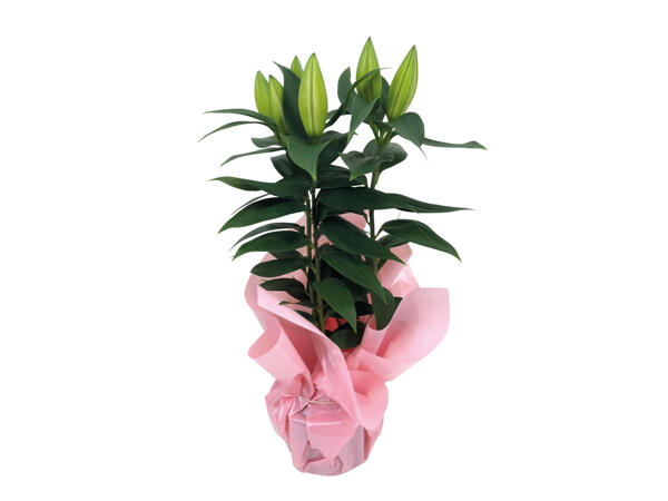 Potted Oriental Lilies