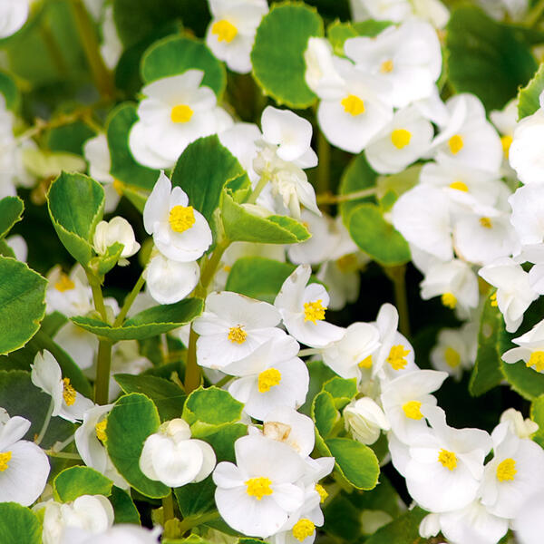 Eisbegonien "Semperflorens"