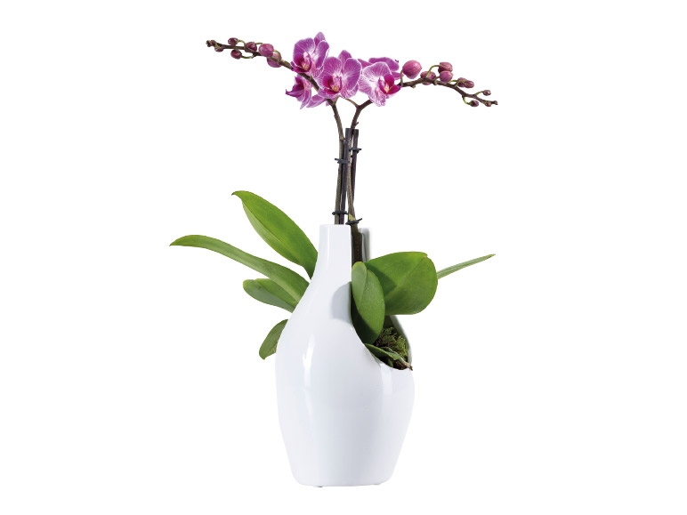 Orchid in Ceramic