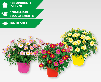 Arbusto di margherite GARDENLINE(R)