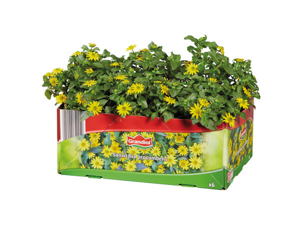 Bedding and Balcony Plants