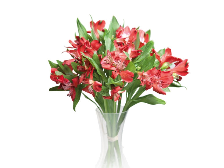 Alstroemerias