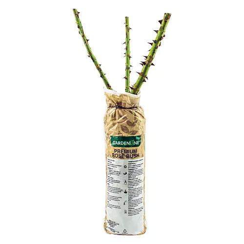 Premium Rose Bush - Assorted Varieties