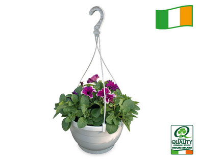 Irish Surfinia Hanging Basket