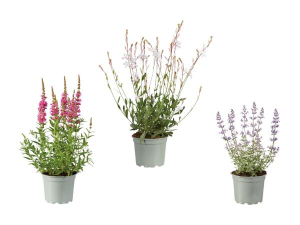 Plante vivace attirant les abeilles