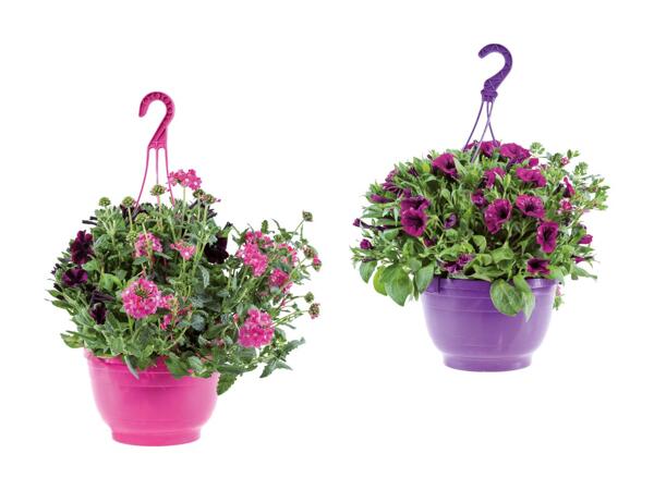Ampel med blandede planter