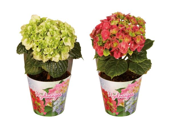 Hortensia "Single Solomia" dans un couvre-pot