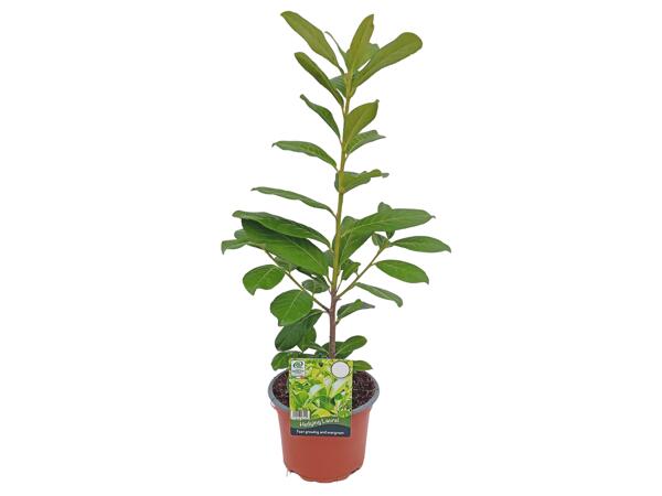 Hedging Laurel