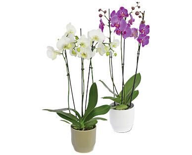 ORCHIDEE 3-TRIEBER