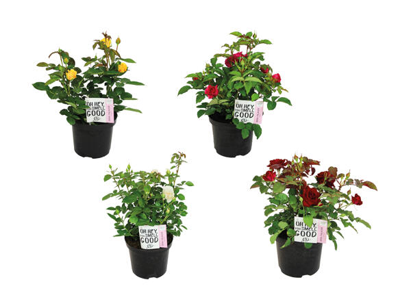 Rosier de jardin "Palace"