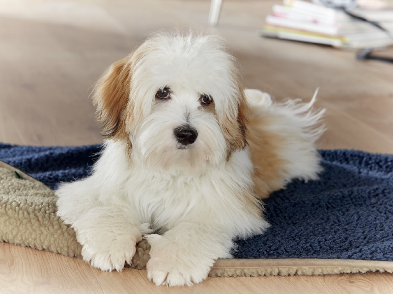 ZOOFARI Reversible Pet Blanket