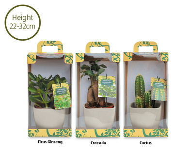 Gift Boxed Exotic Plant