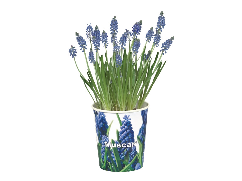 Bulbs in Paper Pot - Available from 29th January