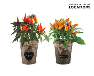 5" Ornamental Pepper