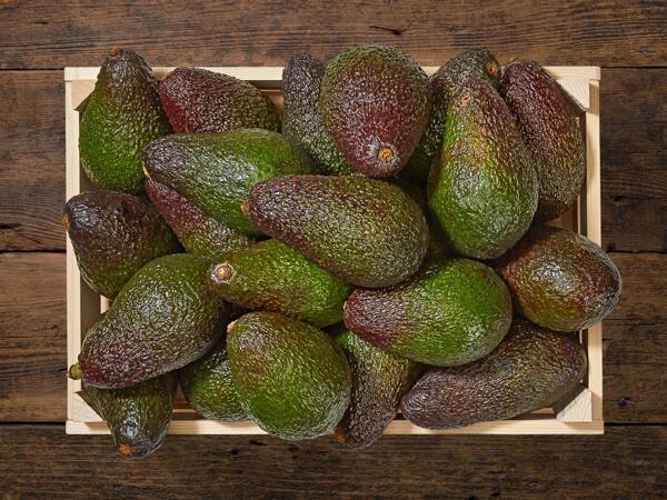 Avocat XL