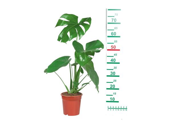 Houseplants