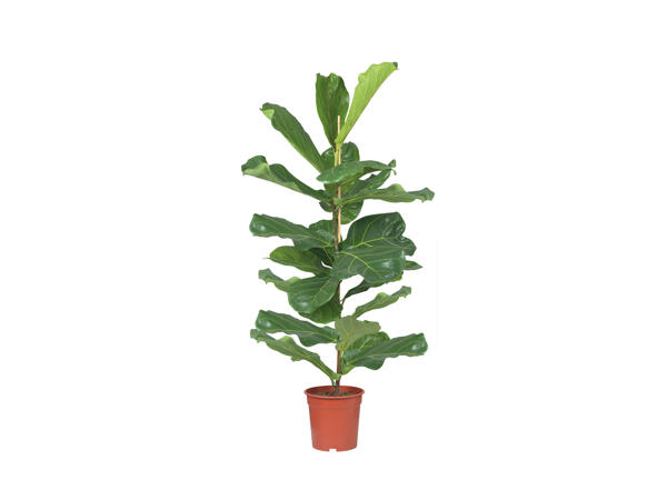 Large Green Houseplants