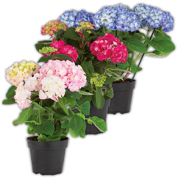 Hortensie