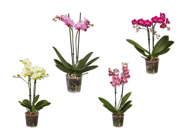 Phalaenopsis midi