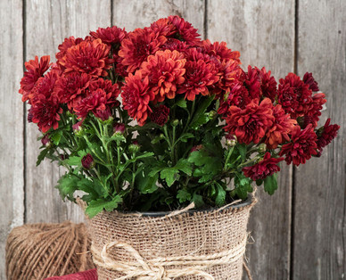 Chrysantheme