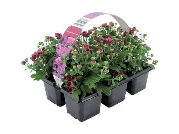 Krysantemum