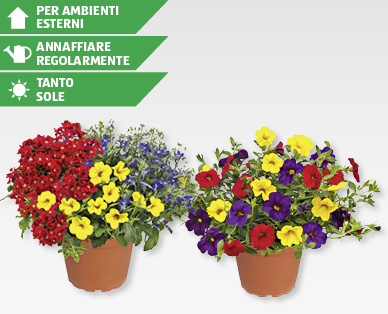 Trio di fiori da balcone GARDENLINE(R)