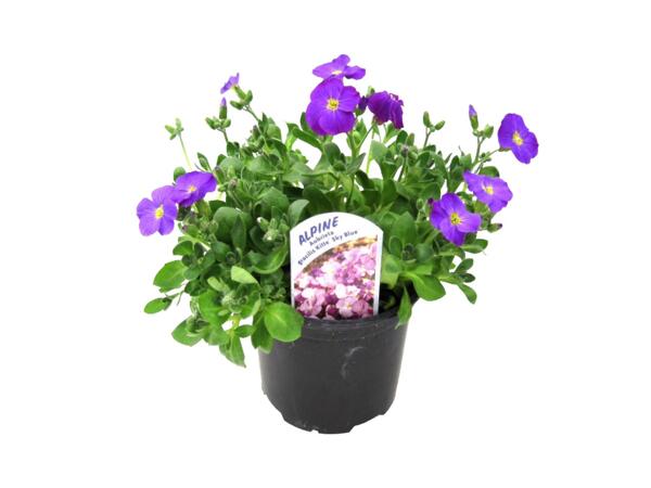 Spring Flowering Aubretia
