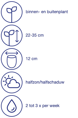 Zomerplant