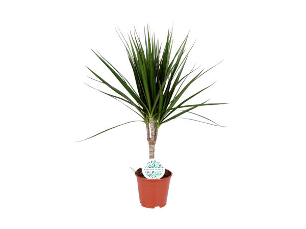 Grøn plante