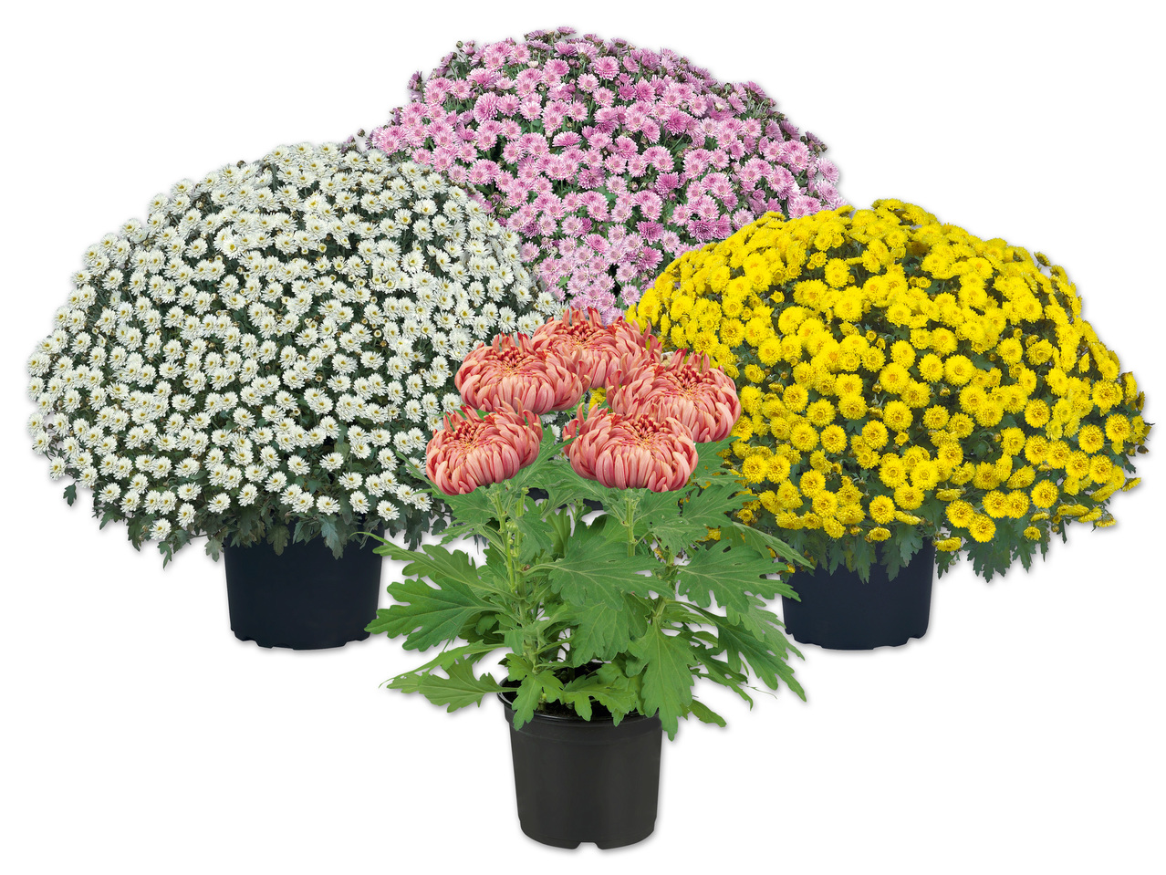 Deko- oder Buschchrysanthemen