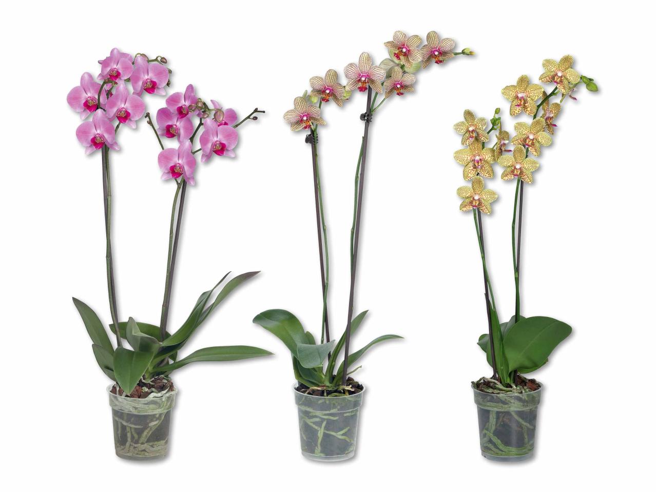 Phalaenopsis 2 tiges