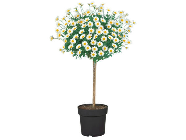 Margaritenstamm
