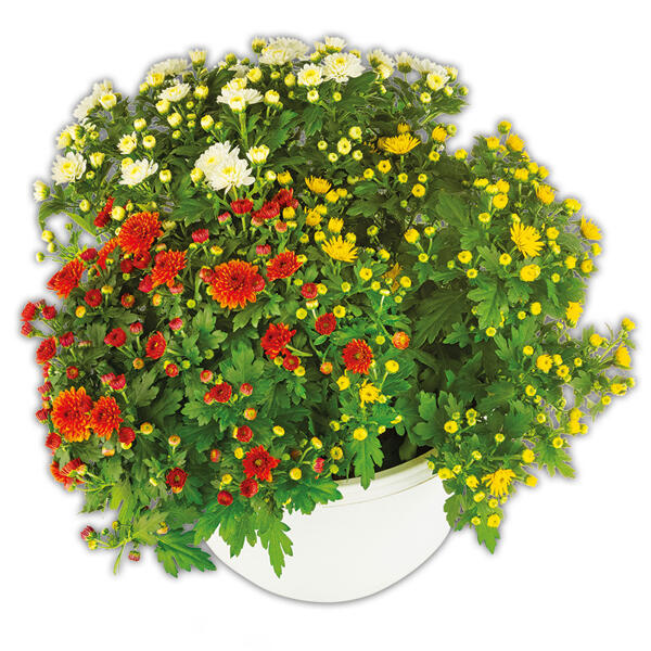 Trio Chrysantheme multiflora