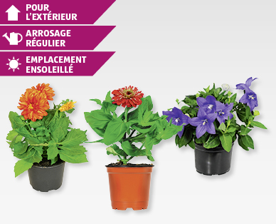 Plantes estivales Saisonflor