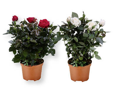 Rosier "Kordana"