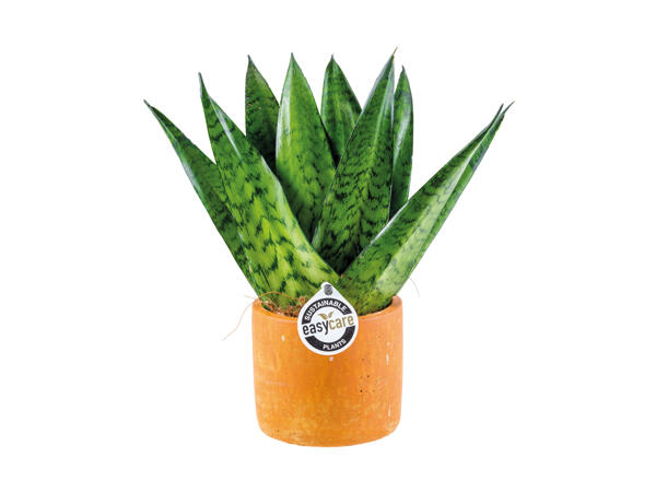 Easy to care for Plants