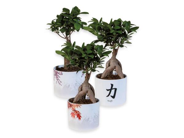 Bonsai ficus ginseng
