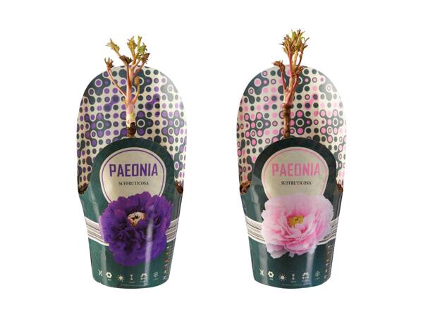 Pivoines