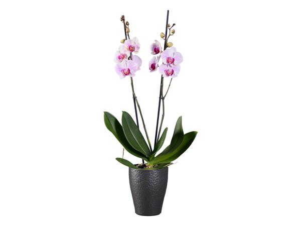 Phalaenopsis 2 Stems