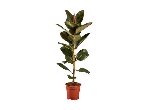 Large Houseplants